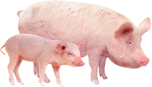 Porc