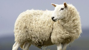 Sheep Offal