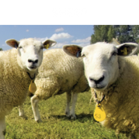 Sheep