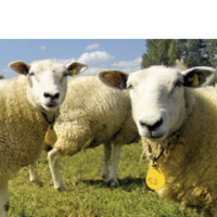 Ovino