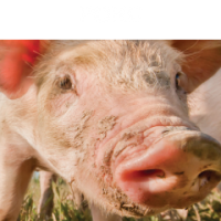 Porc