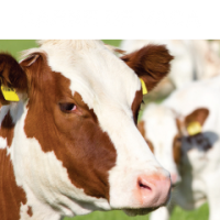 Carne de vaca