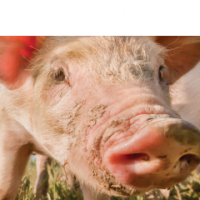 Shwein